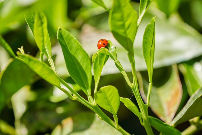Projektarbeit zu Wasser- und Biodiversitätsrisiken: EDEKA-Verbund übernimmt Vorreiterrolle bei Süßwasserschutz- und Biodiversitätsprojekten im Handel. / Weiterer Text über ots und www.presseportal.de/nr/51907 / Die Verwendung dieses Bildes für redaktionelle Zwecke ist unter Beachtung aller mitgeteilten Nutzungsbedingungen zulässig und dann auch honorarfrei. Veröffentlichung ausschließlich mit Bildrechte-Hinweis.