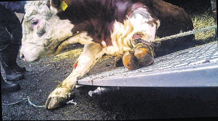 Kranke Tiere mißhandelt und geschlachtet, Haftstrafen im Schlachthof Skandal von Stade
