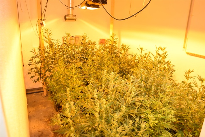 POL-REK: 230807-3: Polizeibeamte stellten über 200 Cannabispflanzen sicher