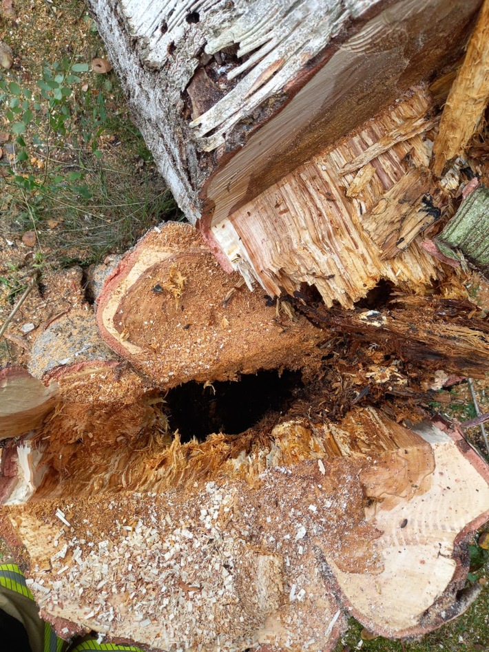 FW-OLL: Baum drohte auf Gebäude zu stürzen