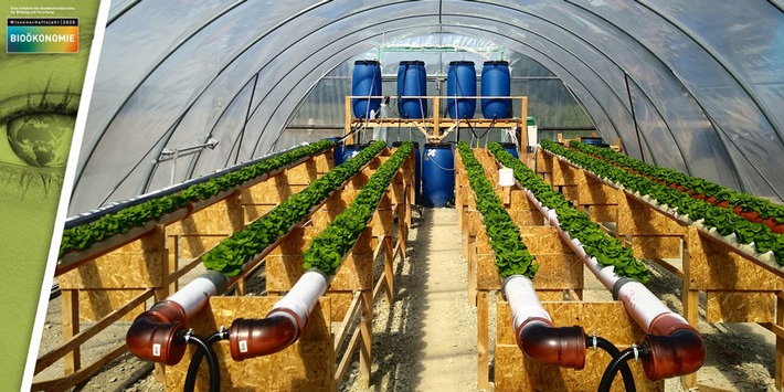 Salat aus Abwasser: Anbausystem nutzt Wasser und Nährstoffe optimal