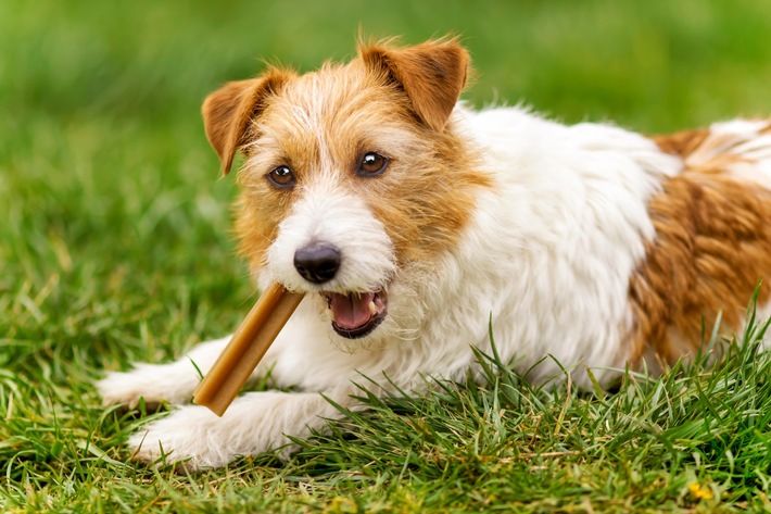 Tag des Hundekuchens am 23. Februar: Kalorienarme Snacks und funktionaler Kauspaß im Trend