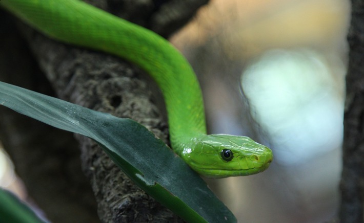FW-E: Kleine Schlange im Garten gesichtet, keine Gefahr