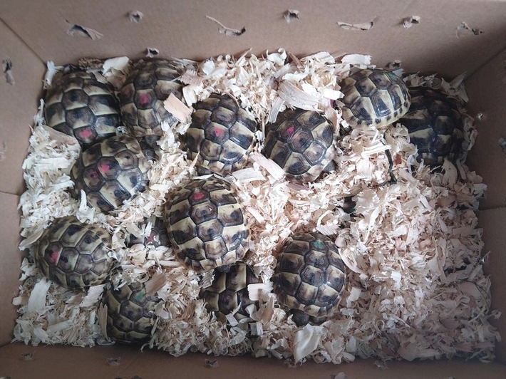 Bundespolizeidirektion München: Schildkröten gerettet / Bundespolizei unterbindet mutmaßlich illegalen Tiertransport