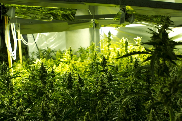 POL-DA: Rüsselsheim: Rauschgift-Aufzucht im großen Stil / Polizei stellt 865 Cannabispflanzen sicher