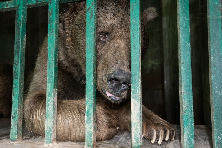 Nach qualvollem Tod von zwei Löwen:  VIER PFOTEN unterstützt Rettung von über 30 Zootieren in Pakistan