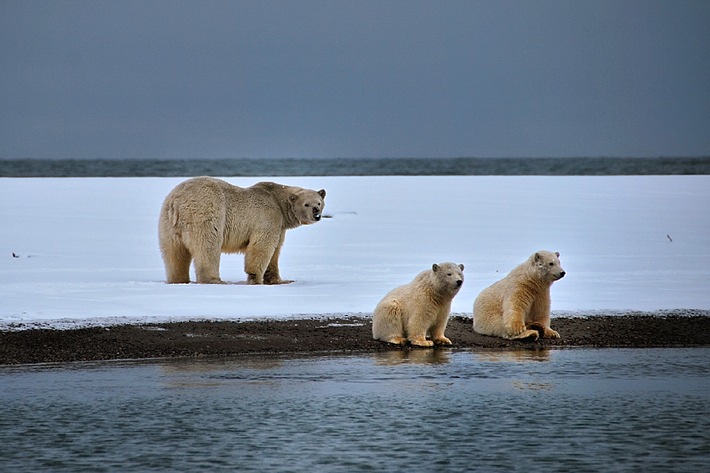 "planet e.: Eisbären auf der Flucht" /  ZDF-Dokumentation über die Auswirkungen des globalen Klimawandels (FOTO)