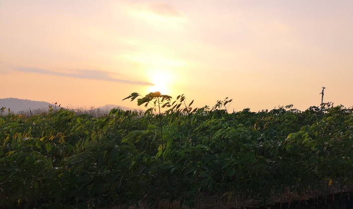 Mit TIMBERFARM in Kautschuk investieren und die Welt besser machen