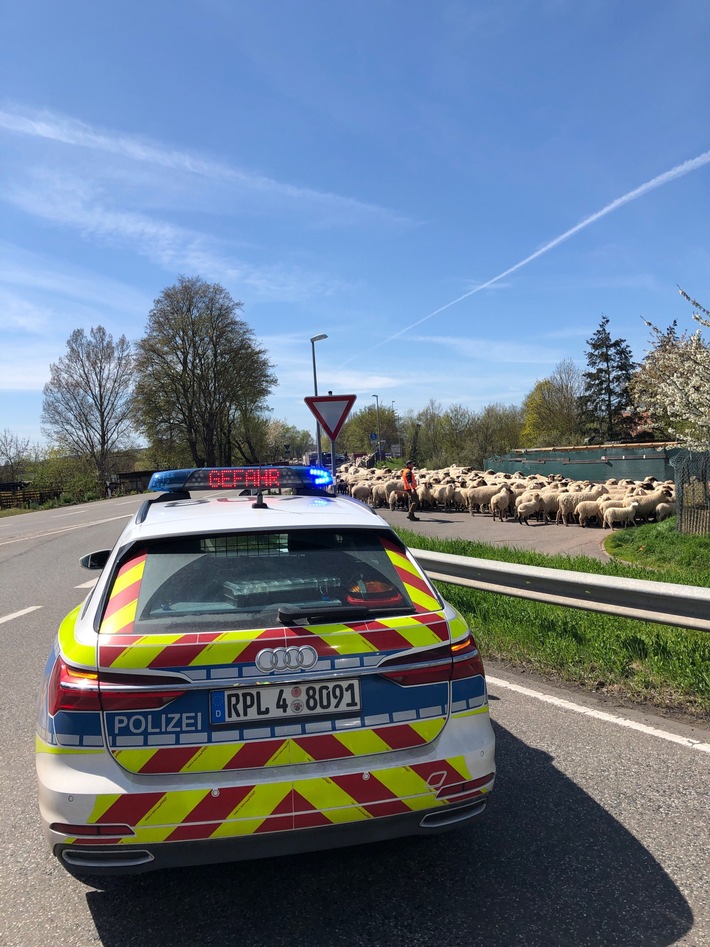 POL-PDKH: Ungewöhnlicher Einsatz für die Polizei Bad Kreuznach - Verkehrsregelung für Schafe