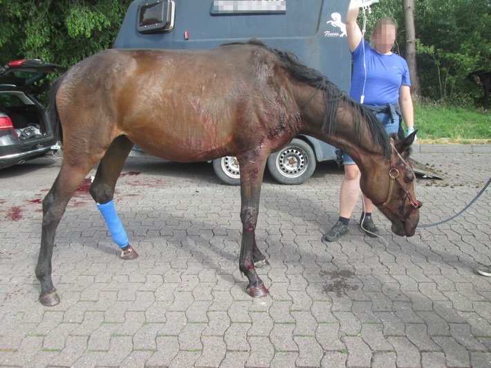 POL-DEL: Autobahnpolizei Ahlhorn: Verletztes Pferd flüchtet auf einem Parkplatz an der Autobahn 1 im Bereich Lohne aus einem Pferdeanhänger (mit Bild)