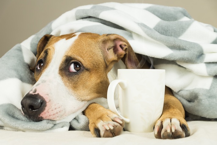 Husten, Schnupfen, Heiserkeit – Erkältung beim Hund