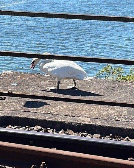 BPOL-TR: "Tierischer Einsatz" der Bundespolizei Trier