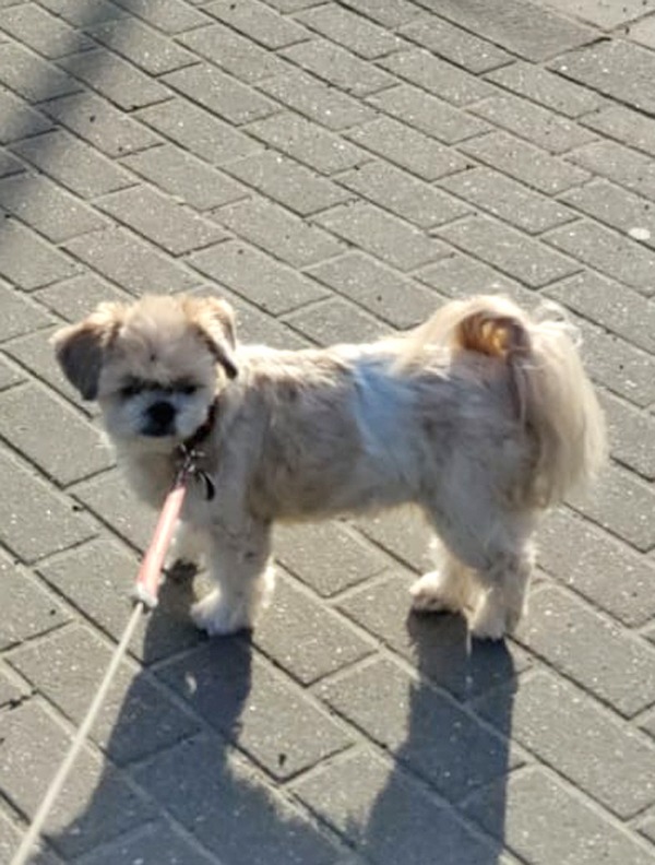 POL-UN: Unna - Hund "Brutus" vor Supermarkt gestohlen - Polizei sucht Zeugen