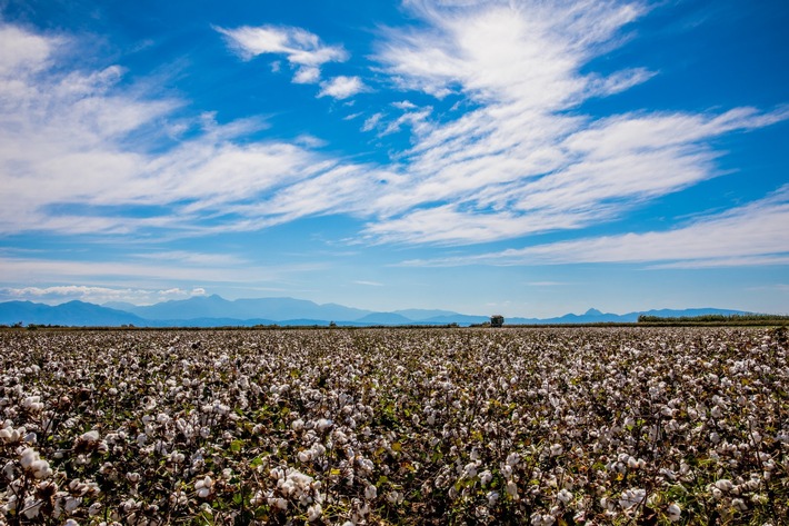 Die EUCOTTON-Initiative: 100 % europäische, nachhaltige Baumwollprodukte