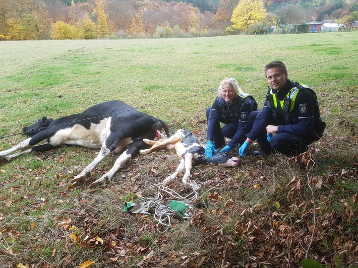 POL-MK: Ein neuer Bulle ist geboren