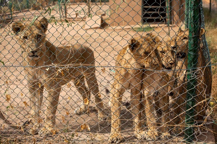 Au Soudan, QUATRE PATTES évacue plus de 40 animaux sauvages d’une zone de conflit