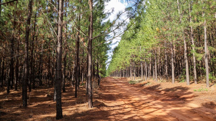 image-slider-wide-pine_plantations.jpg