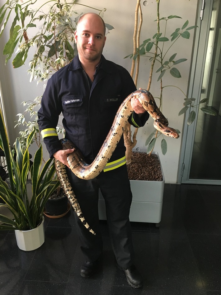 FW-D: Reptilienfachmann der Feuerwehr Düsseldorf fängt zwei Meter lange Würgeschlange