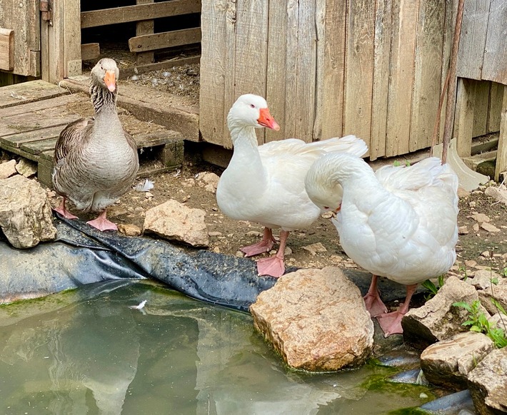 Communiqué de presse: La SVS dit Oui à l’initiative sur le foie gras et à l’initiative fourrure
