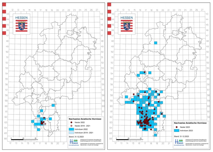 Invasive Arten in Hessen: Die Asiatische Hornisse - HLNUG informiert zur Ausbreitung und ruft zu Meldungen auf