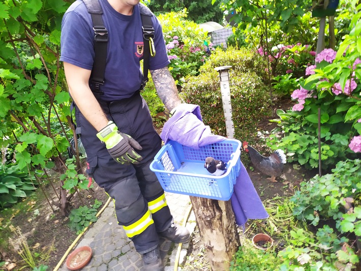 FW-DO: 13.07.2019 Feuerwehr befreite eine junge Elster aus einem Kamin