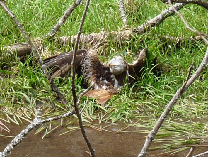POL-DN: Eingefangener Greifvogel lag tot im Teich