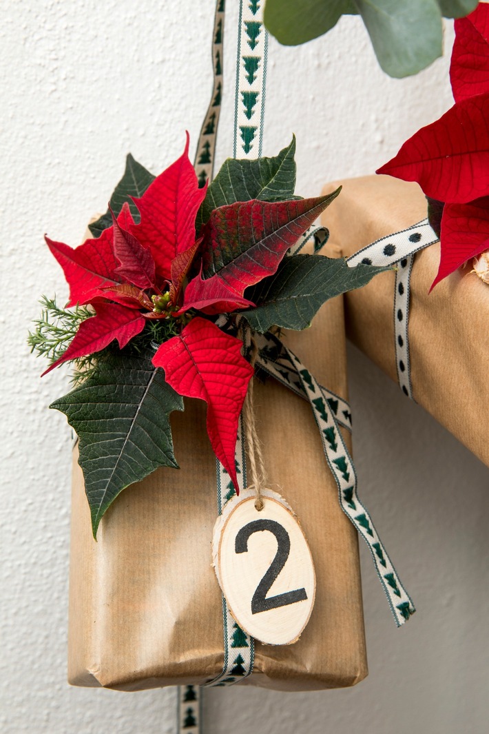 Startschuss für die Weihnachtszeit: Adventskalender-Ideen mit dem Weihnachtsstern