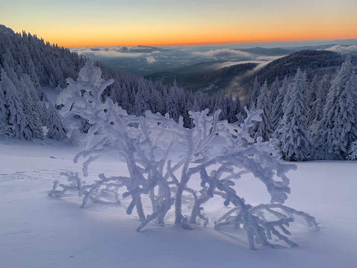 Der Blick schweift vom höchsten Berg des Bayerischen Waldes, dem Großen Arber, über das Waldmeer. Der Bayerische Wald und der Böhmerwald verschmelzen in dieser Region zum größten Waldgebirge Mitteleuropas. Winterurlaub ist dort mit und ohne Schnee schön, denn die Region bietet abwechslungsreiche Freizeitmöglichkeiten wie Winterwandern, Schneeschuhgehen oder Langlaufen, der Besuch einer Glashütte, eines Biathlonevents oder des Nationalparks Bayerischer Wald. Einen Urlaub im Bayerischen Wald kann man barrierefrei, familienfreundlich und nachhaltig gestalten. / Weiterer Text über ots und www.presseportal.de/nr/133494 / Die Verwendung dieses Bildes für redaktionelle Zwecke ist unter Beachtung aller mitgeteilten Nutzungsbedingungen zulässig und dann auch honorarfrei. Veröffentlichung ausschließlich mit Bildrechte-Hinweis.