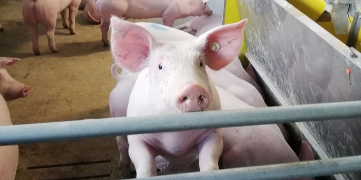 Schweinehaltung: Weniger Ammoniak-Emissionen aus dem Stall