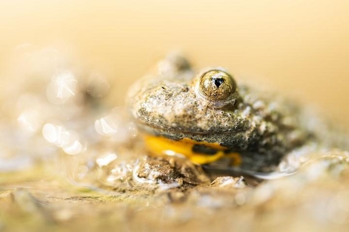 PM Der Trockenheit zum Trotz: Amphibienverbund Südbayern besteht Stresstest
