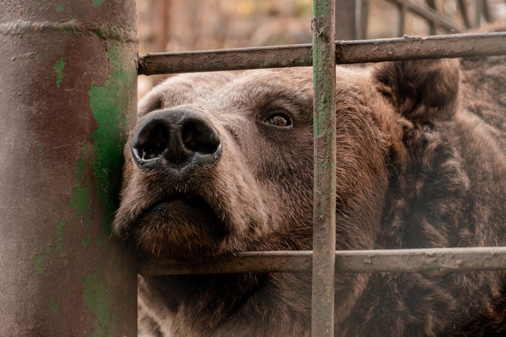 Tierschutz auch in Zeiten des Krieges: VIER PFOTEN rettet ehemaligen «Restaurant-Bären» in der Ukraine