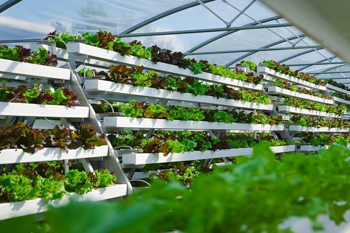 Gemüseanbau in Stadtnähe / DBU fördert Startup "Pflanzentheke" mit 175.000 Euro