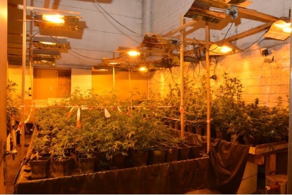 POL-H: Gemeinsame Pressemitteilung der Staatsanwaltschaft Hannover und der Polizeidirektion Hannover
Laatzen und Sehnde: Indoorplantagen mit 2000 Marihuana-Pflanzen gefunden