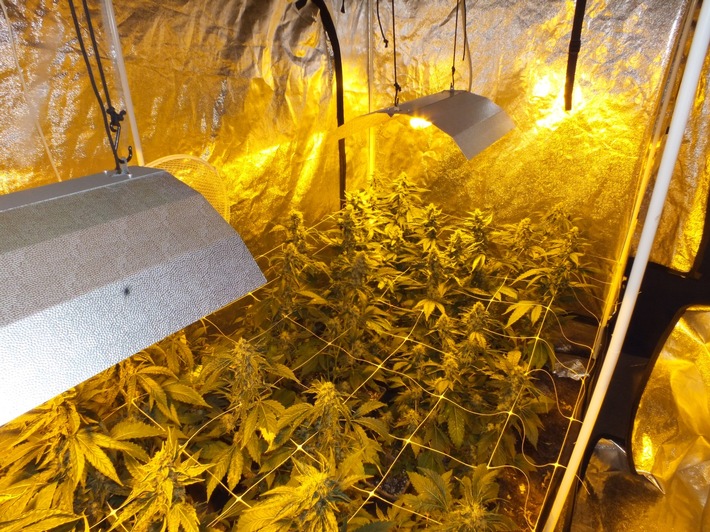 POL-SE: Kreis Pinneberg - Außergewöhnlicher Ermittlungserfolg - Polizei stellt mehrere Cannabisplantagen sicher