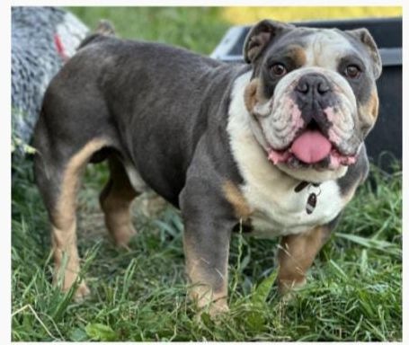 LPI-NDH: Hund entlaufen - Zeugenaufruf