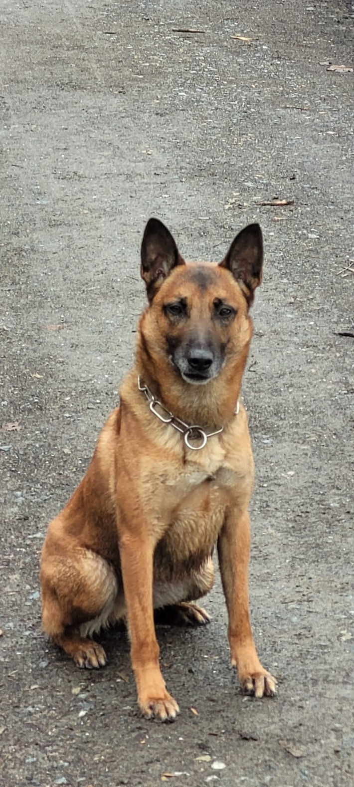 POL-D: Heerdt: Einbruch in Eventlocation - Junge Tatverdächtige von Diensthund Axel gestellt - Festnahme