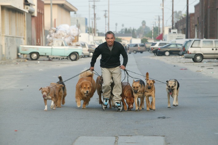 Vom kläffenden Köter zum braven Schoßhund: &quot;Hundeflüsterer&quot; Cesar Millan hilft verzweifelten Hundehaltern - ab 28. April 2012 auf sixx (BILD)