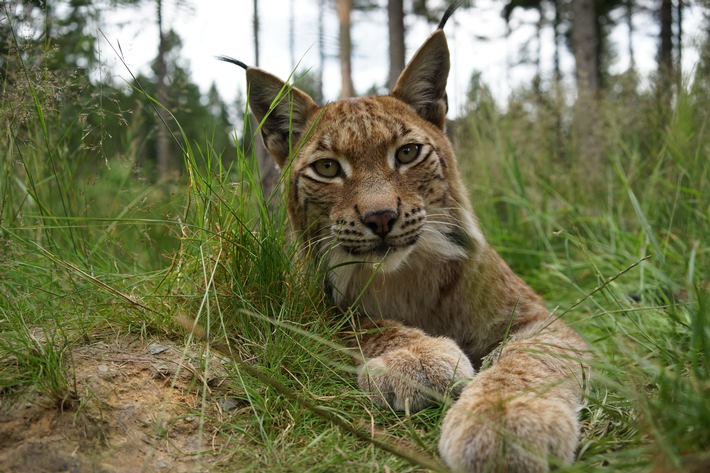 WWF zum Tag des Luchses: Pinselohren brauchen Sprunghilfe