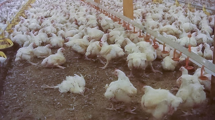 Lidl GB lügt: Discounter bezieht doch Hühnerfleisch von Betreiber der Horror-Farm