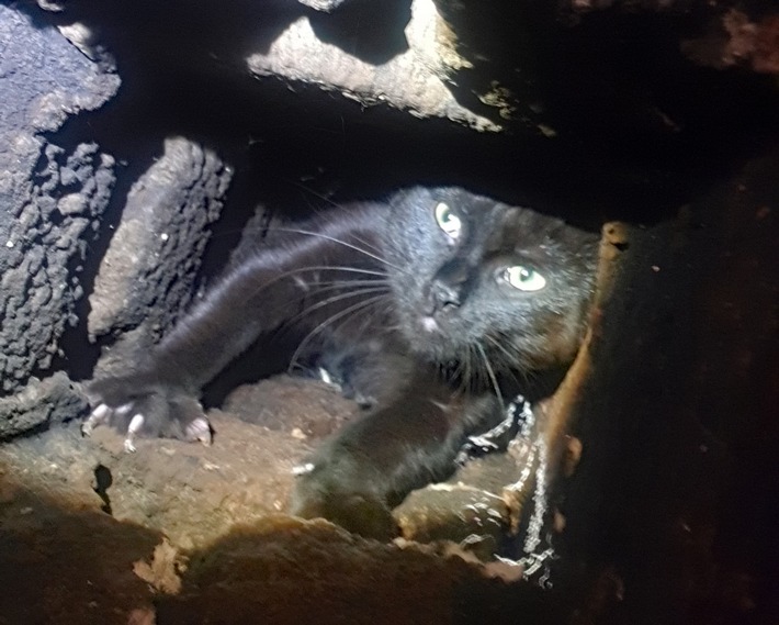 FW-DO: Katze steckt in Kamin fest