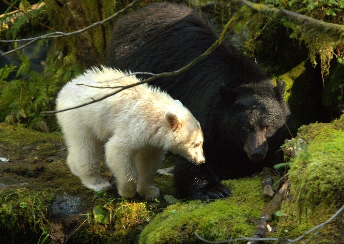 photo credit_Doug Neasloss_Spirit Bear Lodge black_mum_white_cub.jpg