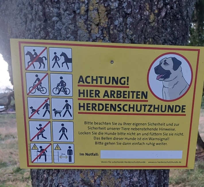 Herdenschutzhunde in den Cuxhavener Küstenheiden
