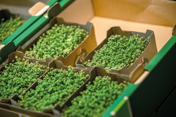 Erste Silphie-Verpackungen bei Kaufland / PreZero bringt mit OutNature nachhaltige Verpackungen auf Basis der Silphie-Pflanze in den Handel