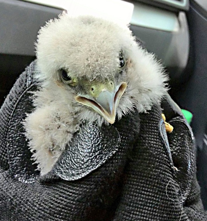 POL-H: Foto!
Polizisten retten Greifvogelküken