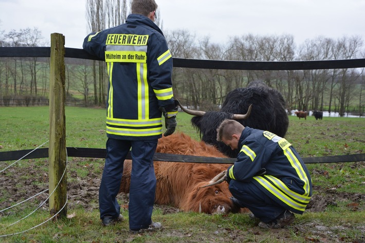 FW-MH: Kuh aus Elektrozaun befreit