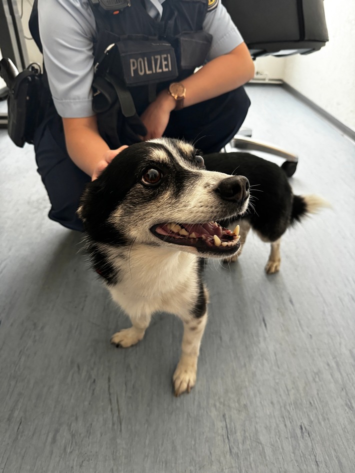BPOL-HH: Hund im Bahnhof Altona entwendet - Tatverdächtiger vorläufig festgenommen