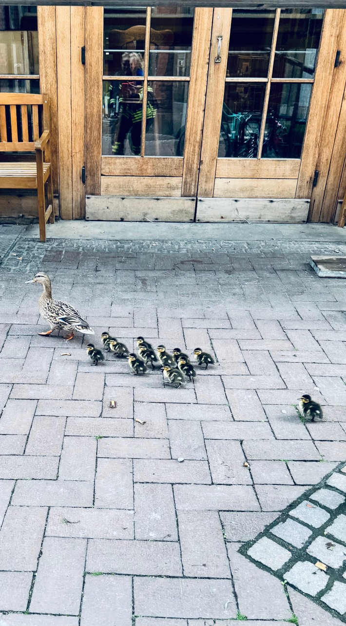 FW Dinslaken: Feuerwehr Dinslaken rettet Entenfamilie aus ungewöhnlicher Lage