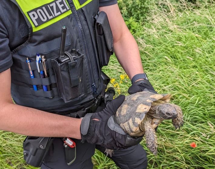 POL-DEL: Autobahnpolizei Ahlhorn: Ungewöhnliche Rettungsaktion auf der Autobahn 1 in der Gemeinde Harpstedt