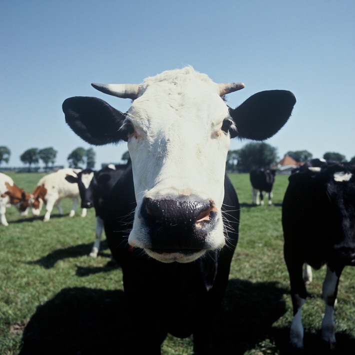 Nachhaltige Milch aus "Caring Dairy" / Zusammenschluss von Ben & Jerry