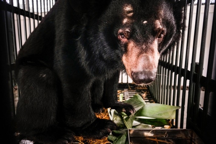 Warum das Leiden drei vietnamesischer Bären endlich ein Ende hat: VIER PFOTEN bringt erste Bären in neues Tierschutzzentrum in Ninh Binh